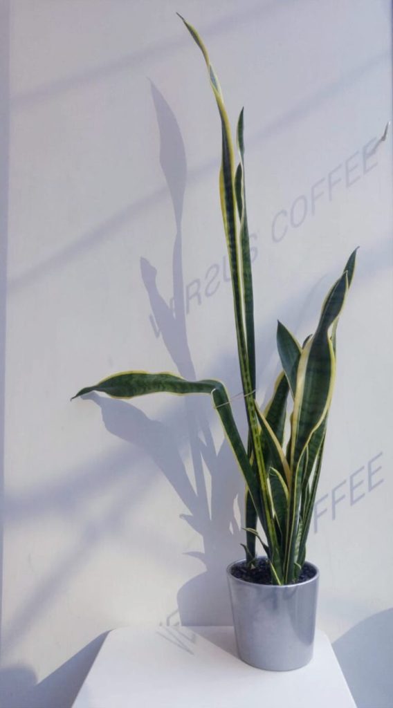 @versuscoffee